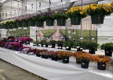 The booth of Israeli propagator Cohen.